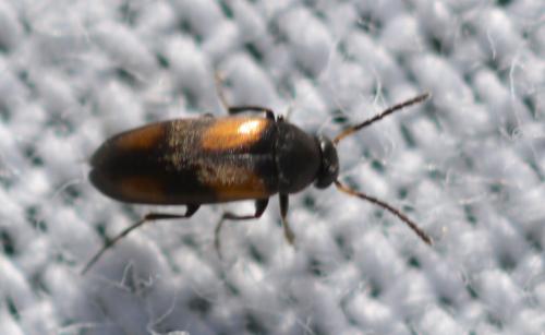 Anaspis sp.
